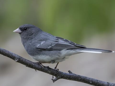 The Dark-eyed Junco: Facts About the Cool Weather Bird