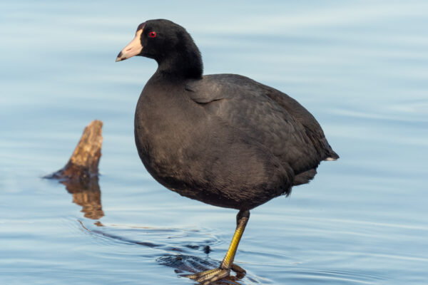 Barrow&apos;s Goldeneye – Diving Duck: A Striking Medium-sized North American Bird of Cold Water