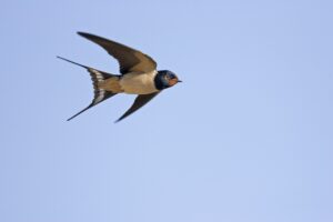 Inviting Swallows to Your Home: Friendly Birds That Keep Insects Away