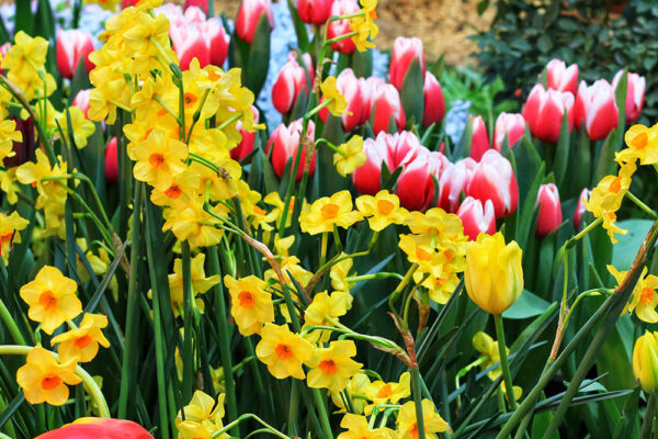 Spring Flowering Bulbs: No more thinking about it, it&apos;s time to place the order