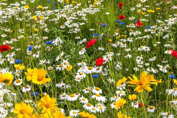 Wildflowers at 70 MPH: Montana Blues